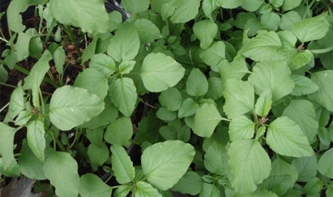 GREEN SPINACH, AMARANTH SEEDS, RAU DỀN CƠM , 绿菠菜 | 99% GERMINATION |
