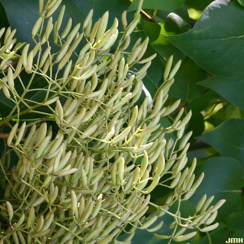 Japanese Tree Lilac, Syringa reticulata, Tree Seeds (Fast, Fragrant, Hardy)