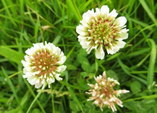 SCARBOROUGH SEEDS White Dutch Clover 1000 Seeds Lawns and Ground Cover