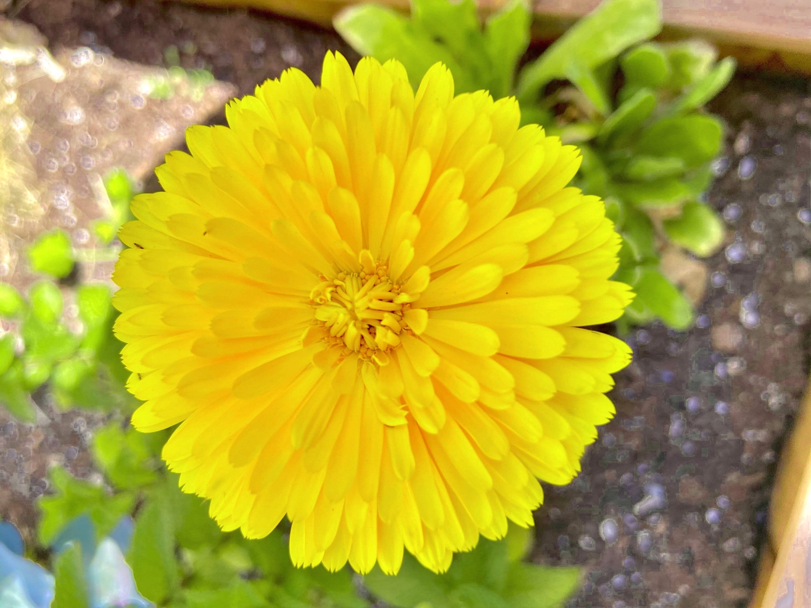 500 PACIFIC Beauty YELLOW MARIGOLD Calendula Officinalis Flower Seeds