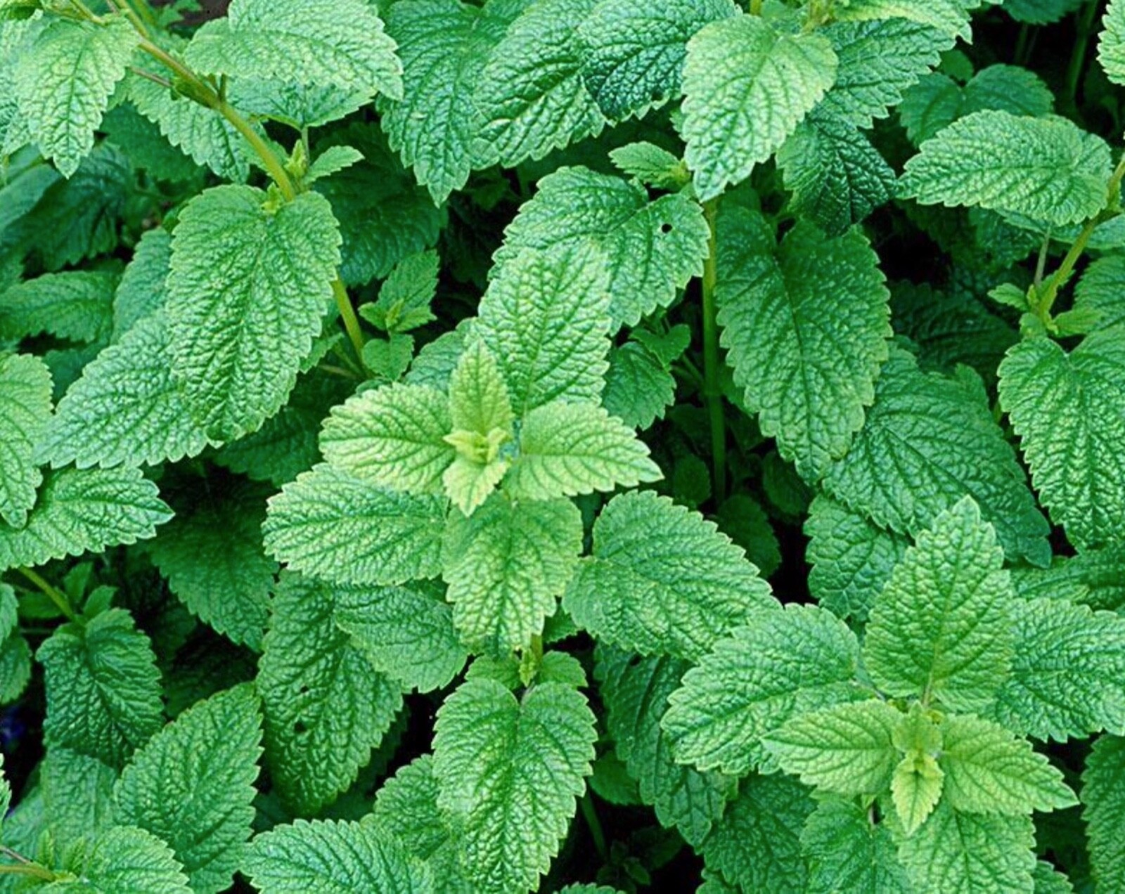 Fresh SEEDS Organic LEMON BALM Melissa Officinalis Medicinal Herb NGMO/Heirloom