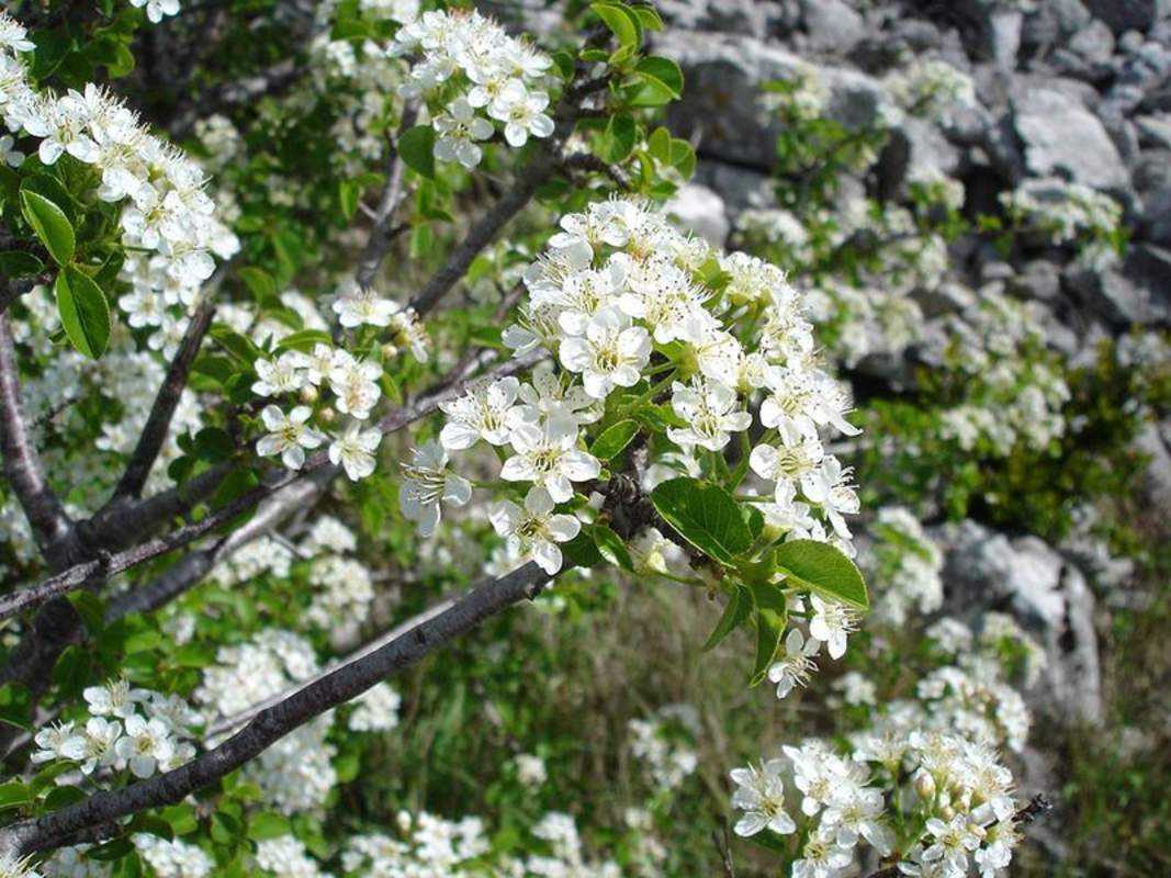 1-1000 PCS Prunus Mahaleb Cherry Tree Seeds White Flower Red Fruit Sweet 0142