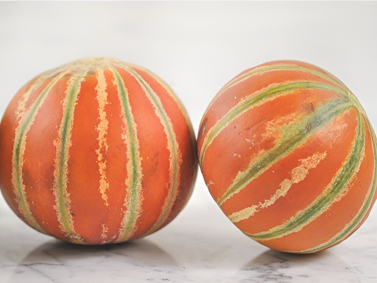 25 Heirloom Kajari Melon Seeds – Exotic Striped Sweet High Yielding Indian Melon