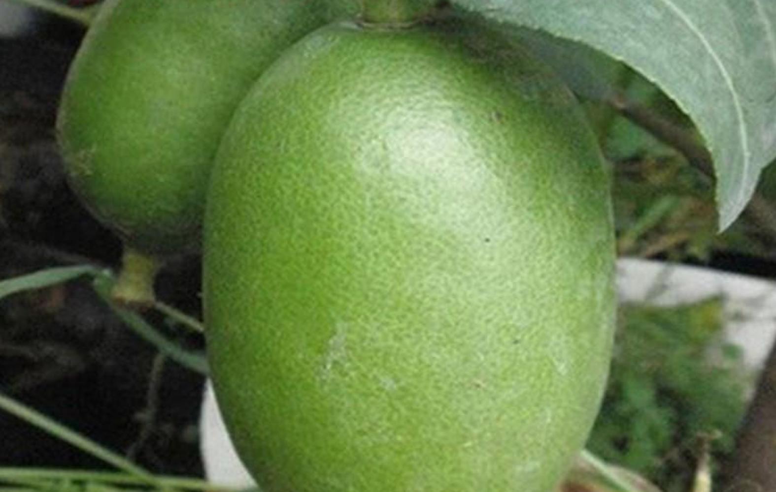 20 SEEDS LEMON LIME for germination garden bed plant tree citrus green yellow