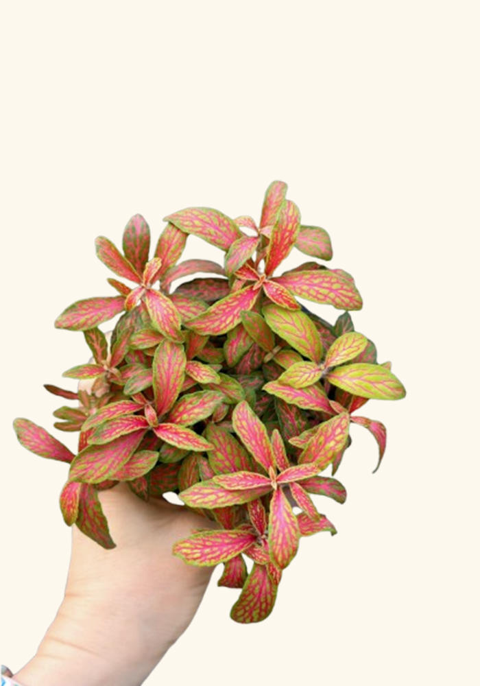 Fittonia Skeleton Live Plant with Striking Foliage for Terrariums and Low Light