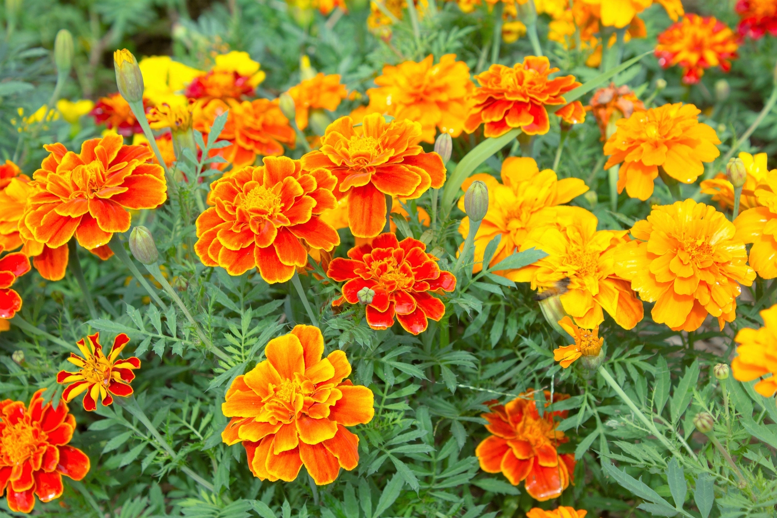 400 FRENCH MARIGOLD SPARKY Mixed Colors Tagetes Patula Flower Seeds *Flat S/H