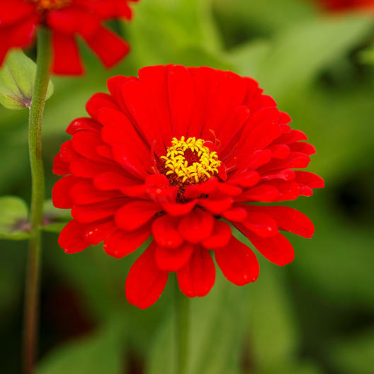 Zinnia WILL ROGERS Hummingbird RED Bees & Butterflies Non-GMO 100 Seeds
