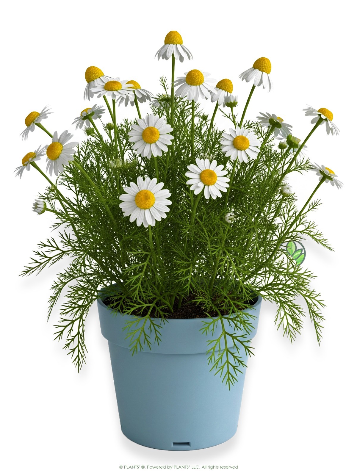 German Chamomile Flowers | Premium Seeds | Matricaria recutita | Plants’®