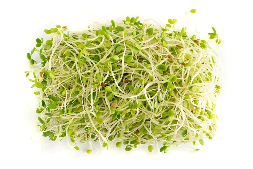 Alfalfa – Organic – Sprouting Seeds – 8000-1000 seeds