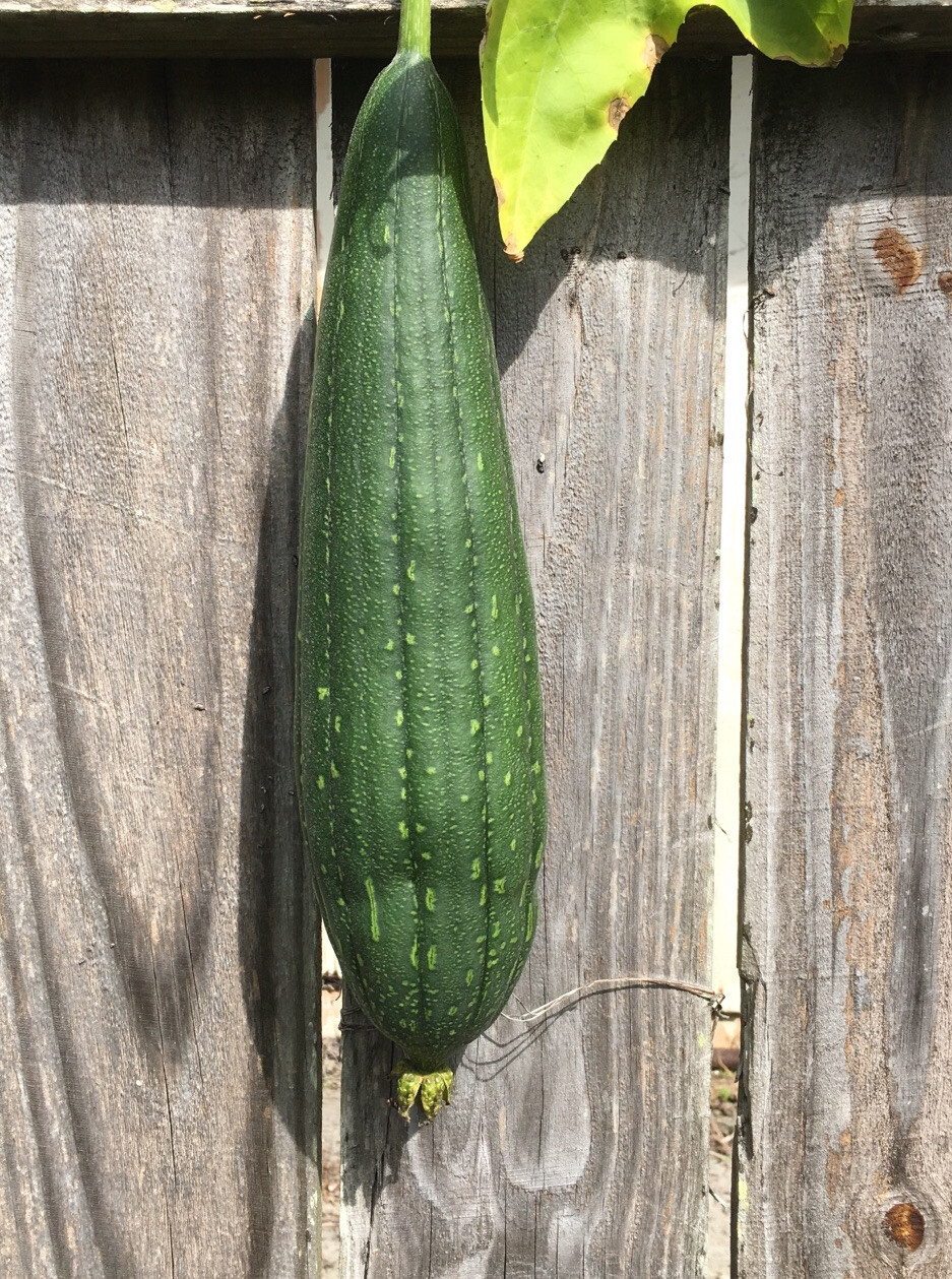 Heirloom Luffa SEEDS Vegetable Loofah Gourd Sponge Dishcloth USA Florida Grown