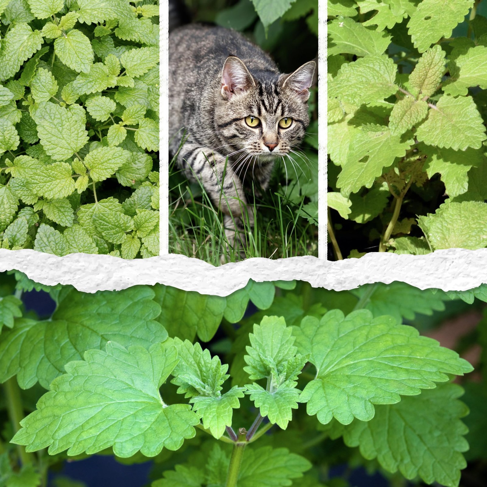 Catnip Seeds for Planting Nepeta cataria NonGMO Heirloom & Untreated Herb Se…