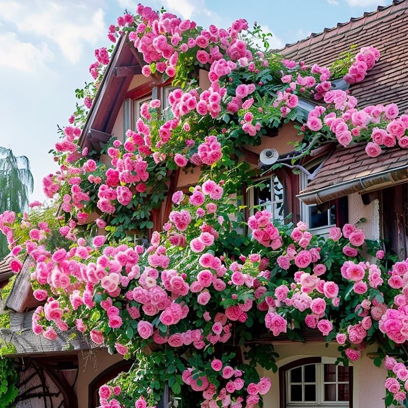 Mixed Climbing Rose Vine Seeds 230pcs– Perennial Rosa Flowering Colors
