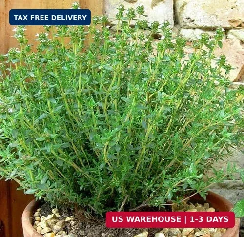1000 Mixed Herb Seeds Heirloom Non GMO 12 Varieties This is a Mix, Thyme Oregano