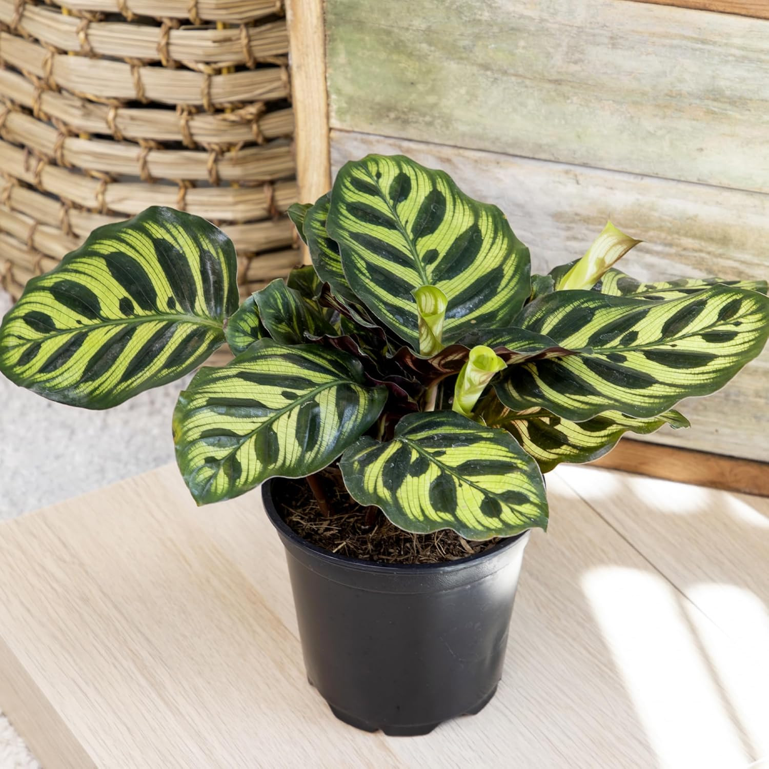 Live Calathea Houseplant (4 Pack), Pet Safe Plants for Cats & Dogs, Makoyana, Ra
