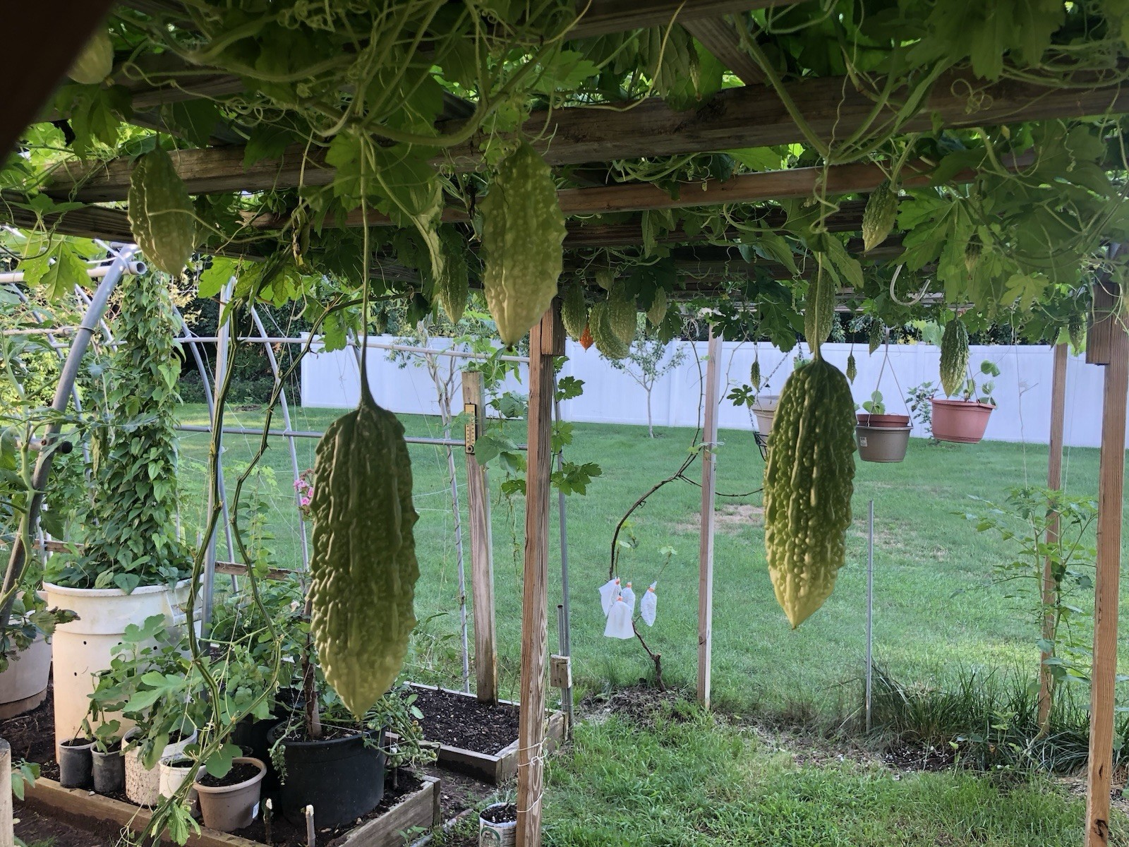 Ampalaya (Bitter Melon) sweet Bitter Melon(20) pcs