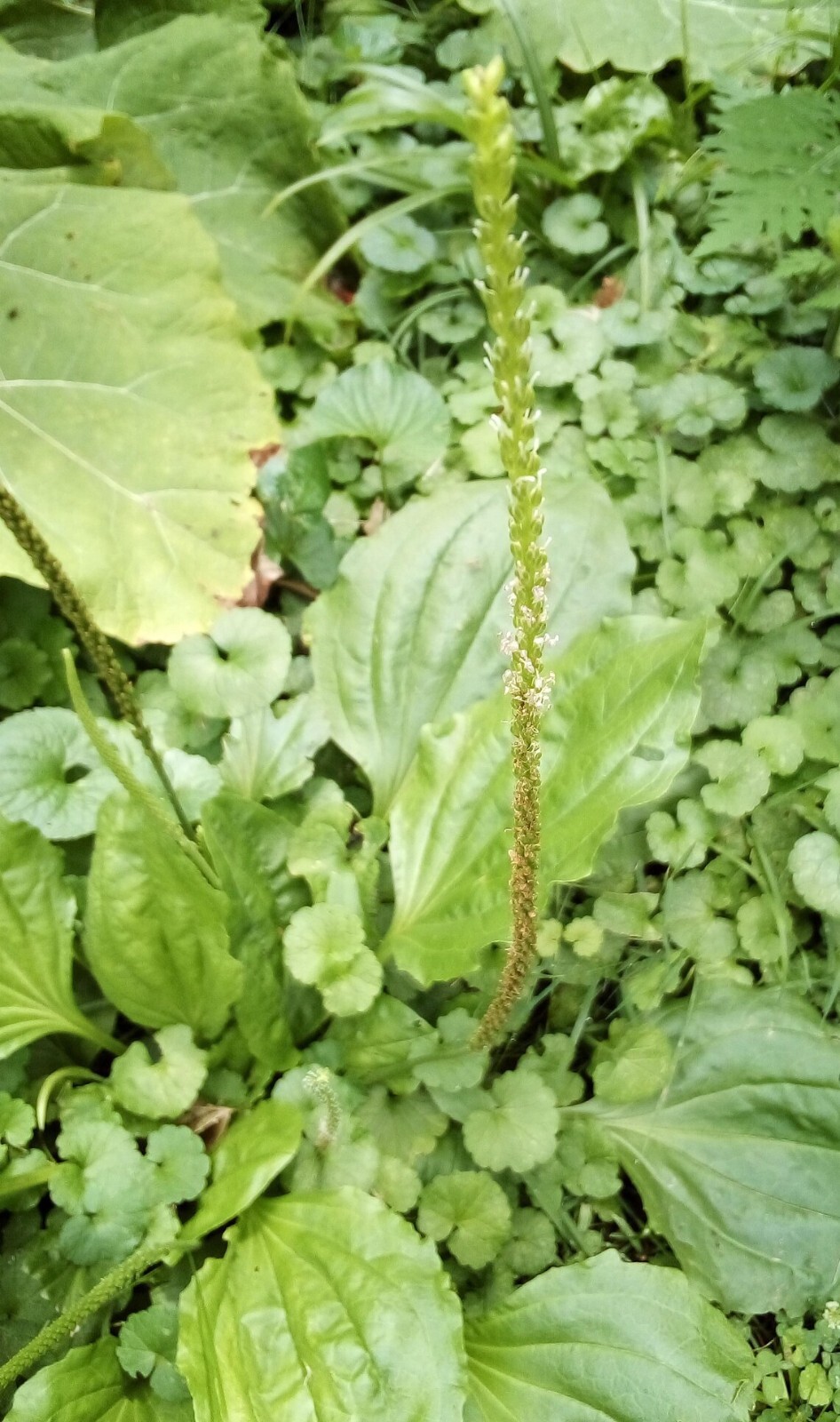 100 SEEDS COMMON PLANTAIN