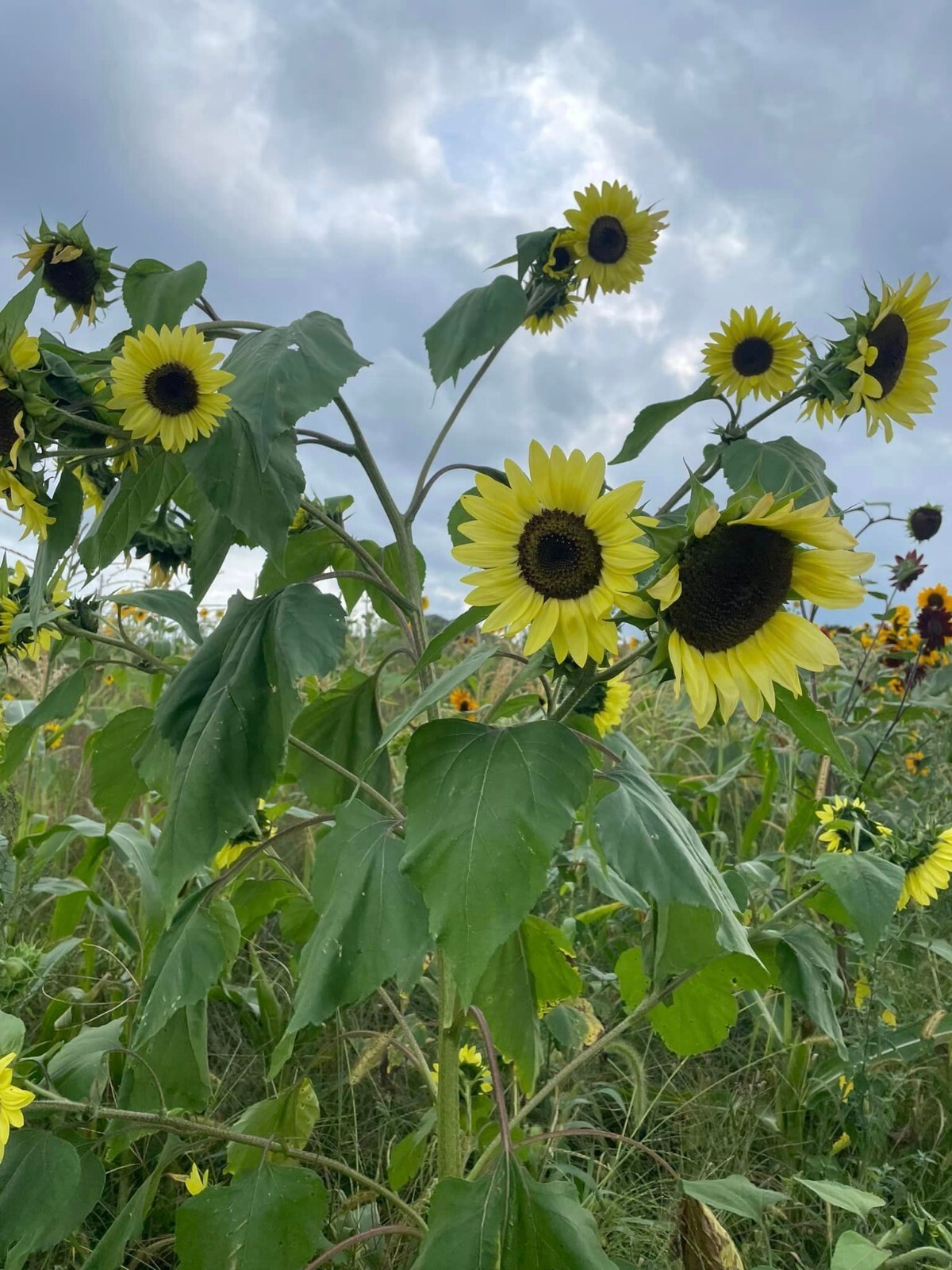 100+ Organic Heirloom Sunflower Seeds For Planting Multiple Colors Free Shipping
