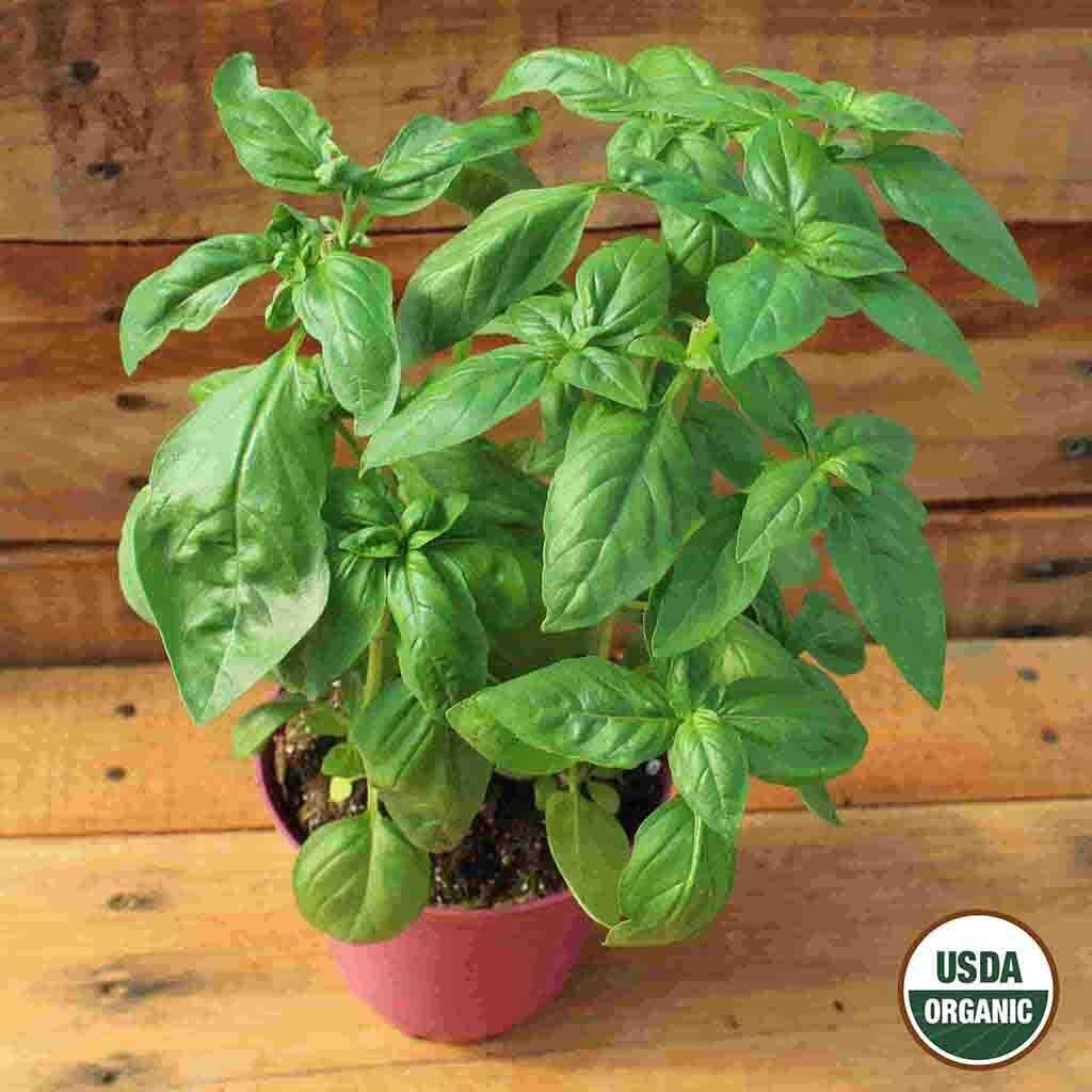 200 seedsBloomsdale Spinach Seeds- Long standing- Organic Free Shipping & TRK