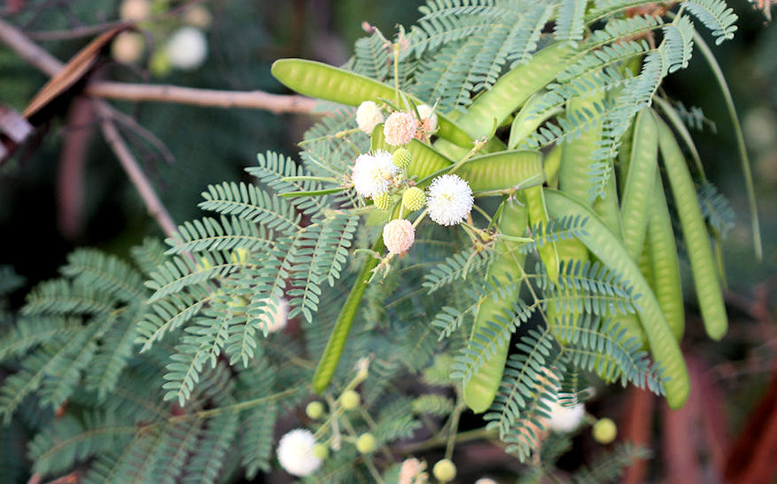 Leucaena leucocephala Miracle Tree seeds Multi Purpose