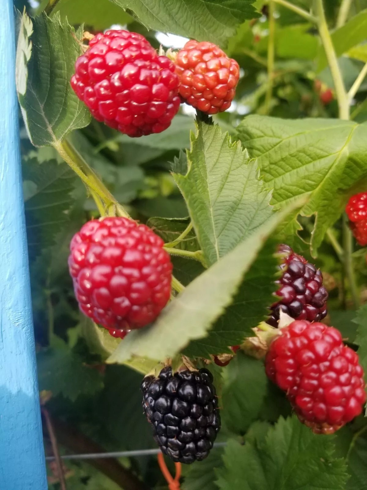 Thornless Blackberry Seeds 15 Triple Crown+15 Chester+15 Natchez