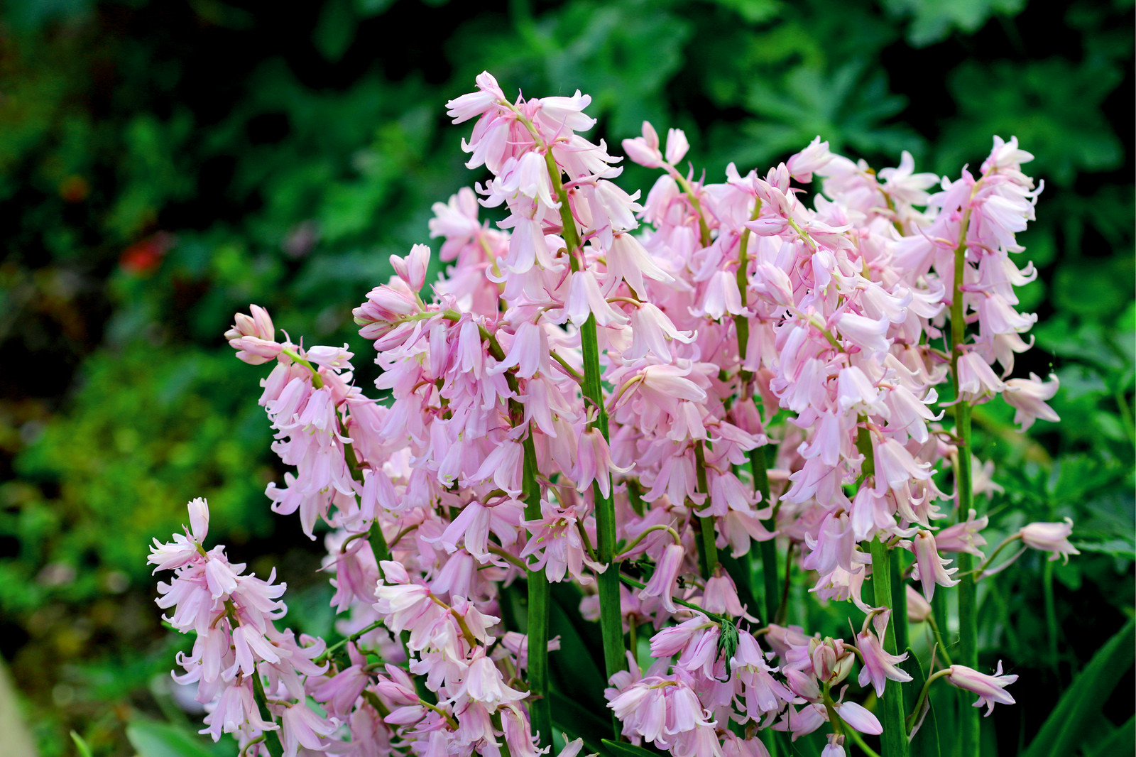 10 Mixed WOOD HYACINTH English Woodland Spanish Bluebell Scilla Flower Seeds