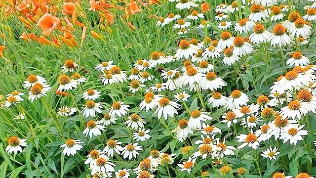 SNOW WHITE ECHINACEA 100 SEEDS, CONEFLOWER, LARGE DAISY-LIKE FLOWERS, USA SELLER