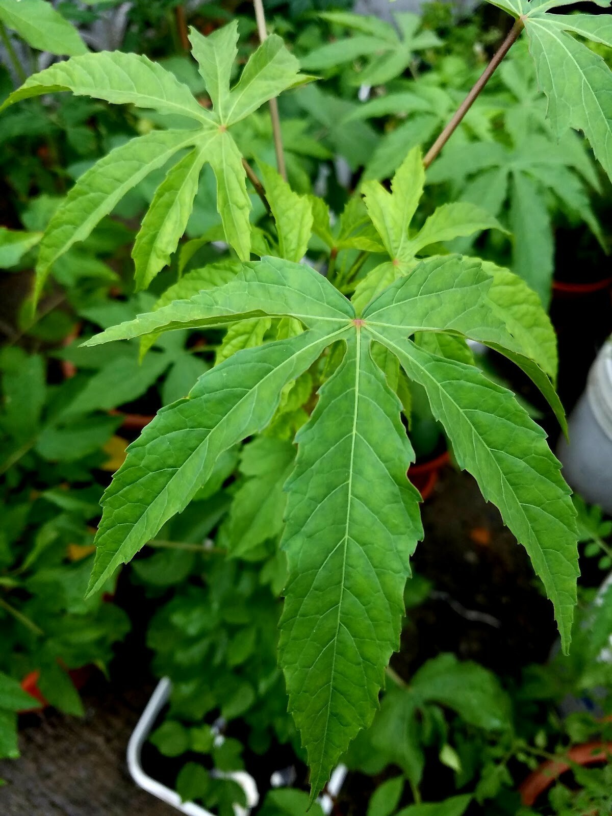 Gongura Green Stem/Indianan sorrel/Pulichakeerai/Ambaadi 100% Organic 50+ Seeds