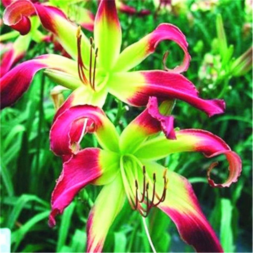 (10) LILY SEEDS rare exotic flower bloom home blossom garden USA SELLER W/TRACK