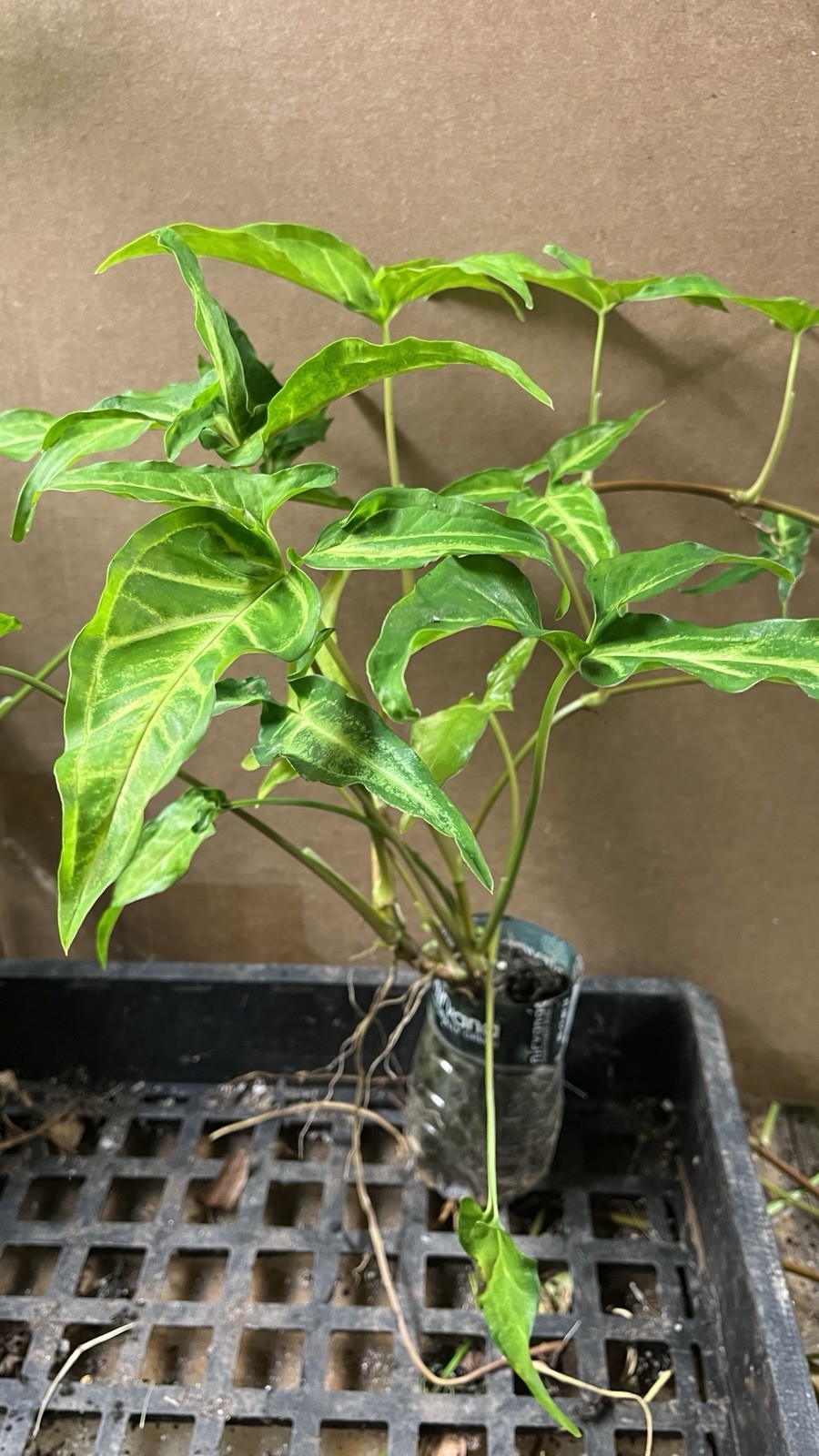Syngonium Podophyllum Variegated deep cut arrow head plant.