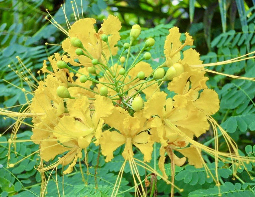 Yellow Pride of Barbados, Caesalpinia Pulcherrima – 10 Seeds 2025 – USA