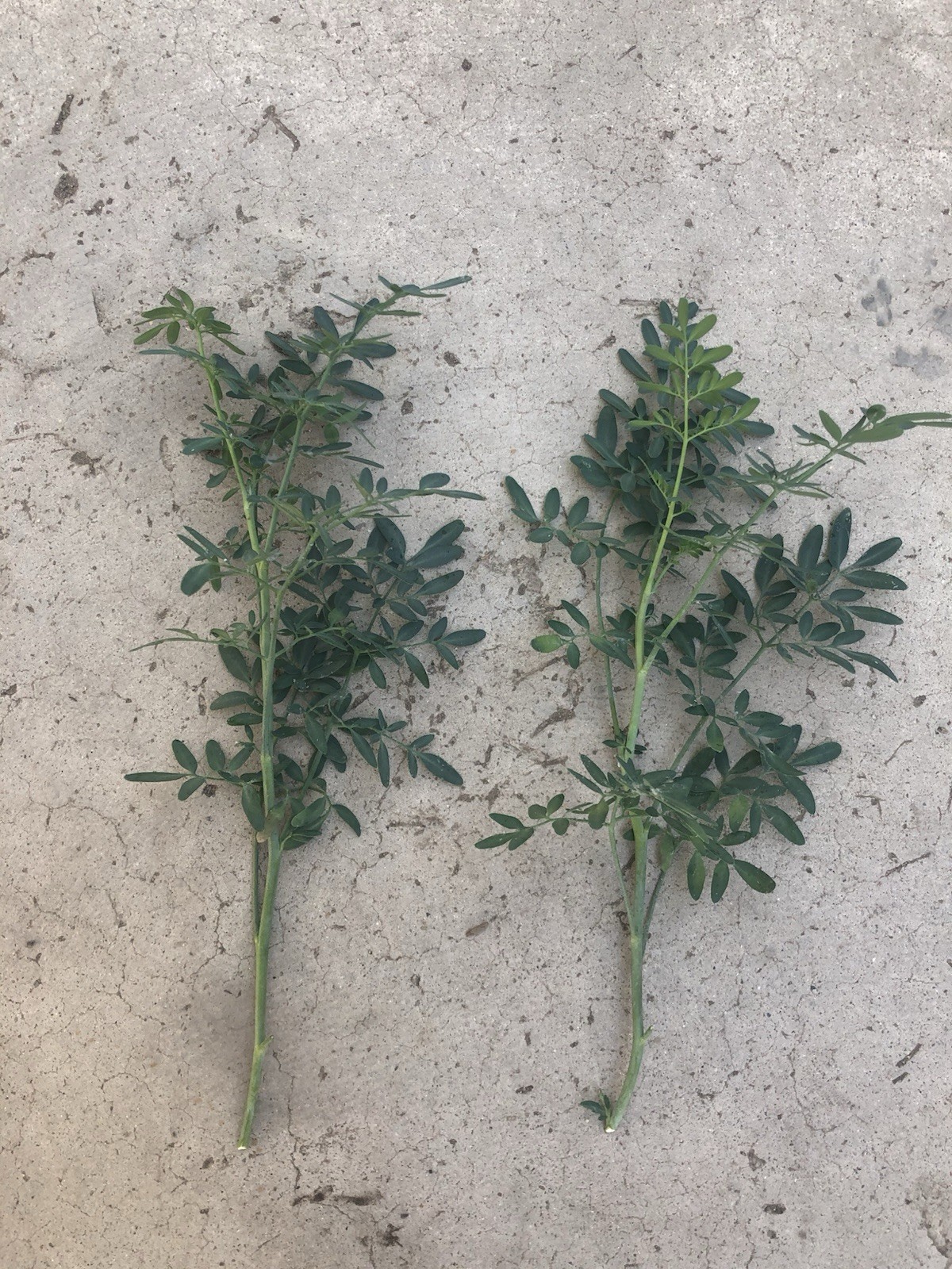 2pcs Rue Plant Cutting 8” Ruda Ruta Graveolens Ready To Plant
