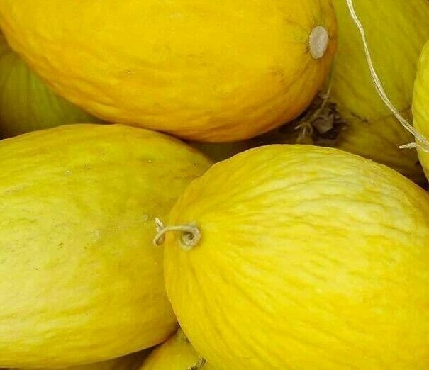 CRENSHAW MELON SEEDS 50+ CANTALOUPE SUMMER garden VINE fruit FREE SHIPPING