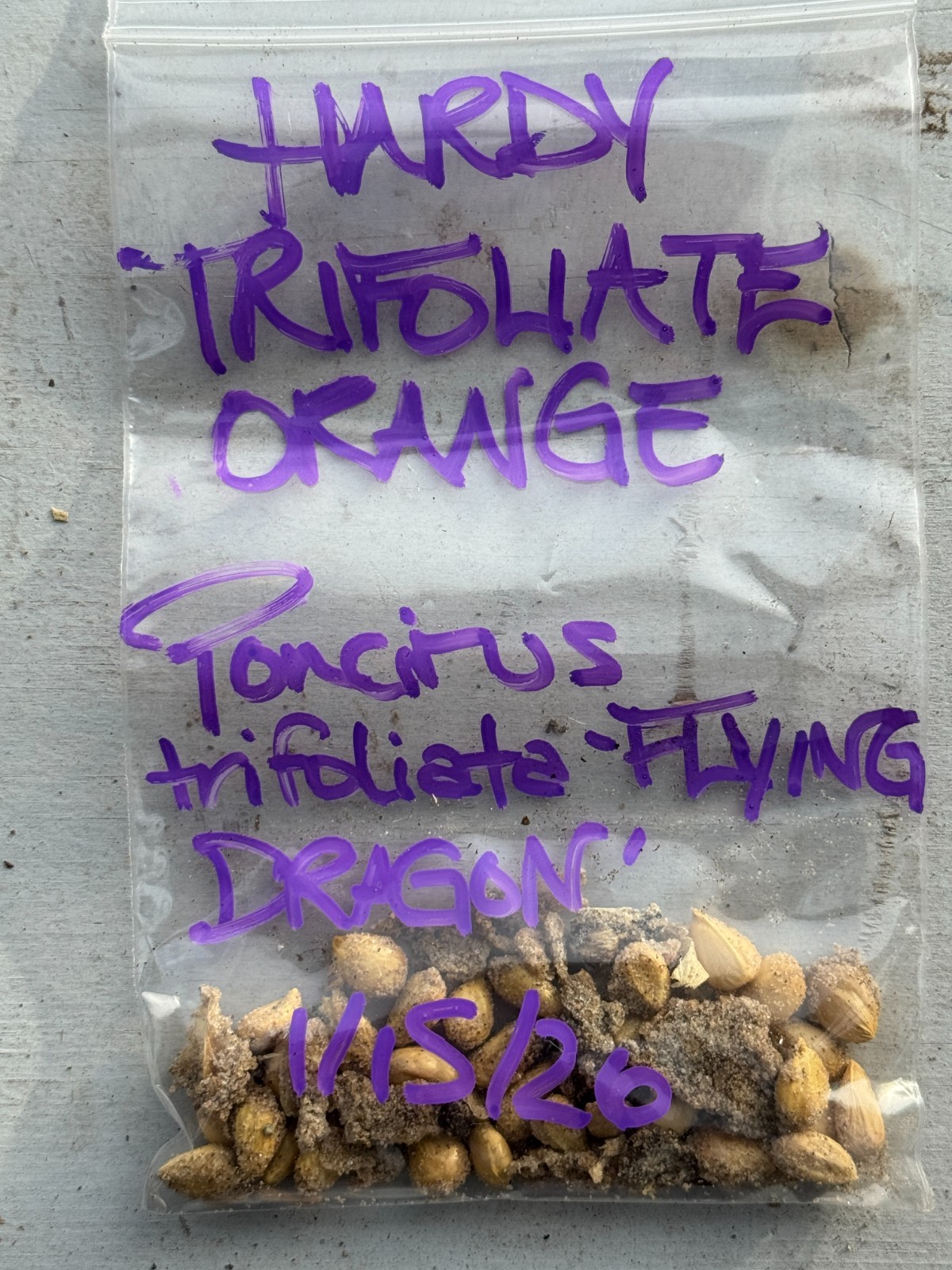 BULK SEEDS!…Poncirus trifoliata ‘Flying Dragon’…Trifoliate Ora…QTY/bag=50