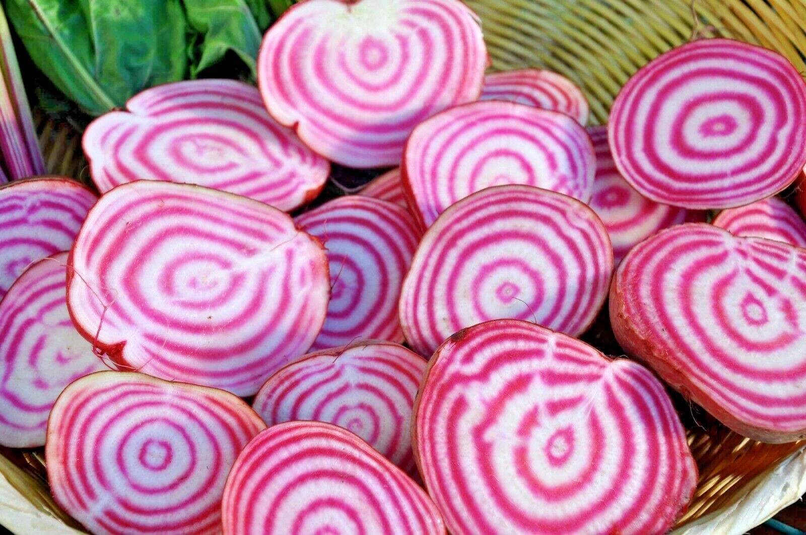 101+CHIOGGIA BEETS Seed Italian Heirloom Vegetable Garden Patio Container Easy