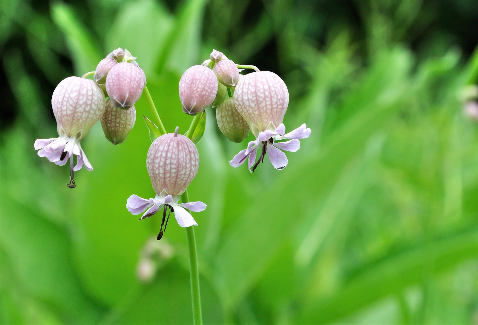 100 MAIDENSTEARS Silene Vulgaris Bladder Campion Pink & White Flower Seeds