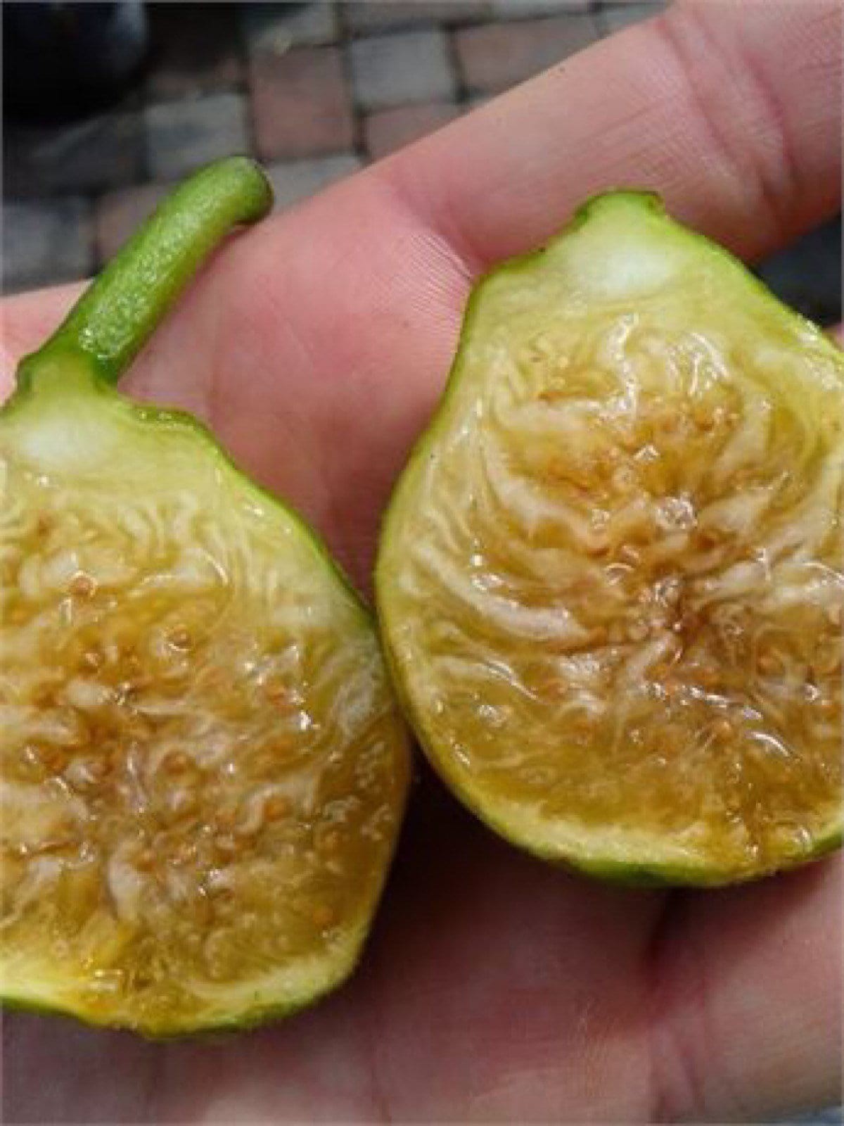 Black Mission Edible Fig Plant – Ficus carica – Sweet – 1 year old