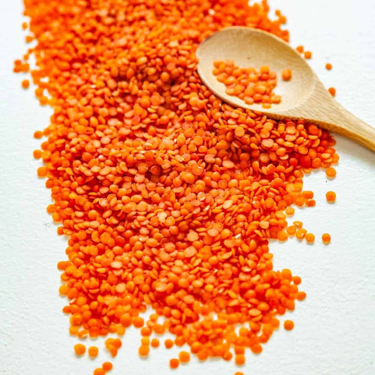 Crimson Lentil Seeds (2 lb) / Bush / Easy / DELICIOUS / Rare / Sprouting seeds