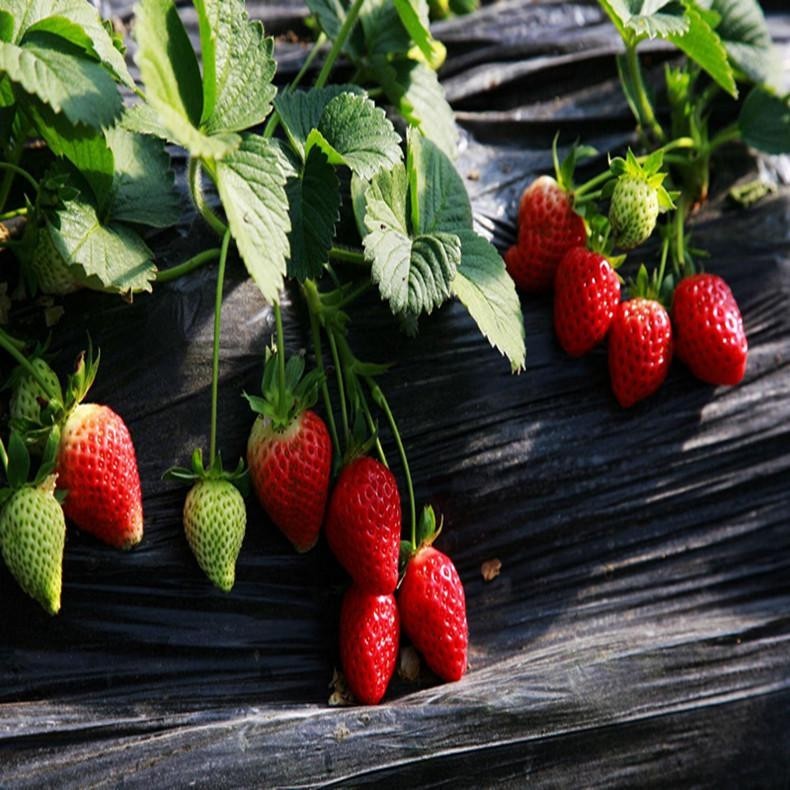 50+ Sweet Red Strawberry seeds (traditional variety) Fruit seeds Free shipping