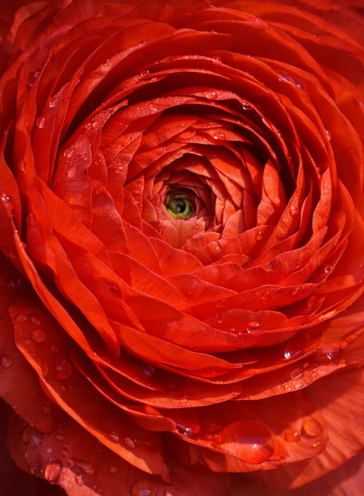 Ranunculus Red Shades Bulbs – 10 Jumbo Flowering Bulbs, Spring Color – From HPN