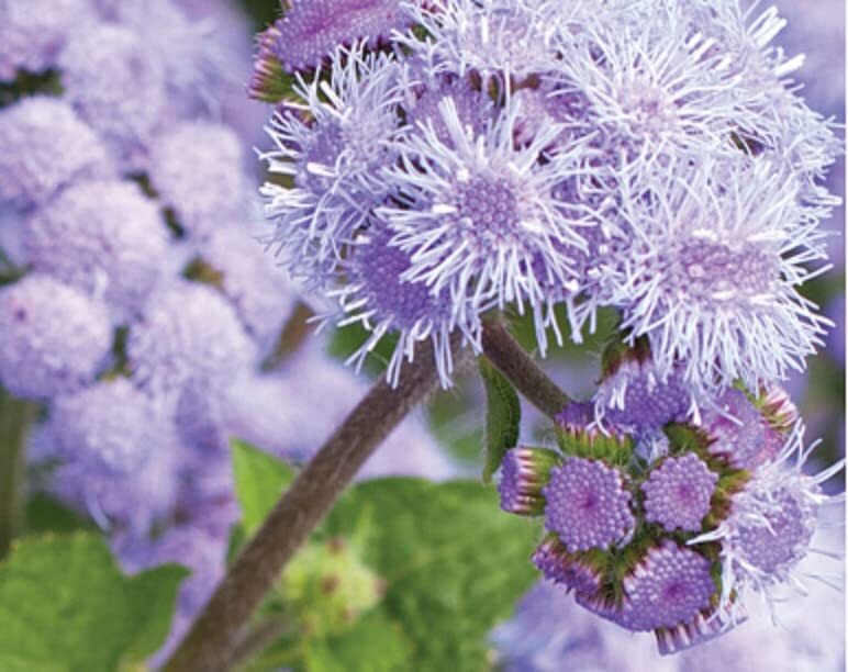 Blue Planet Ageratum Flower Seeds for Planting (1,000 Seeds) – Ageratum houstoni