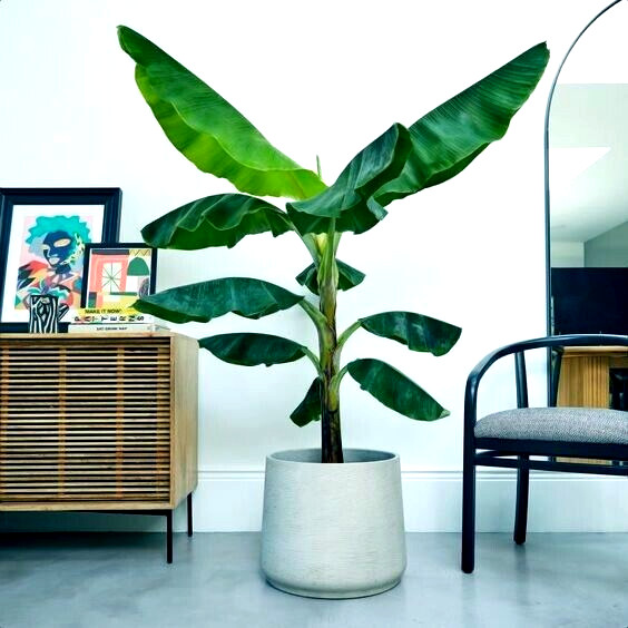 10 “DWARF” Cavendish BANANA Tree Seeds Musa acuminata Hardy Tropical Fruit Plant