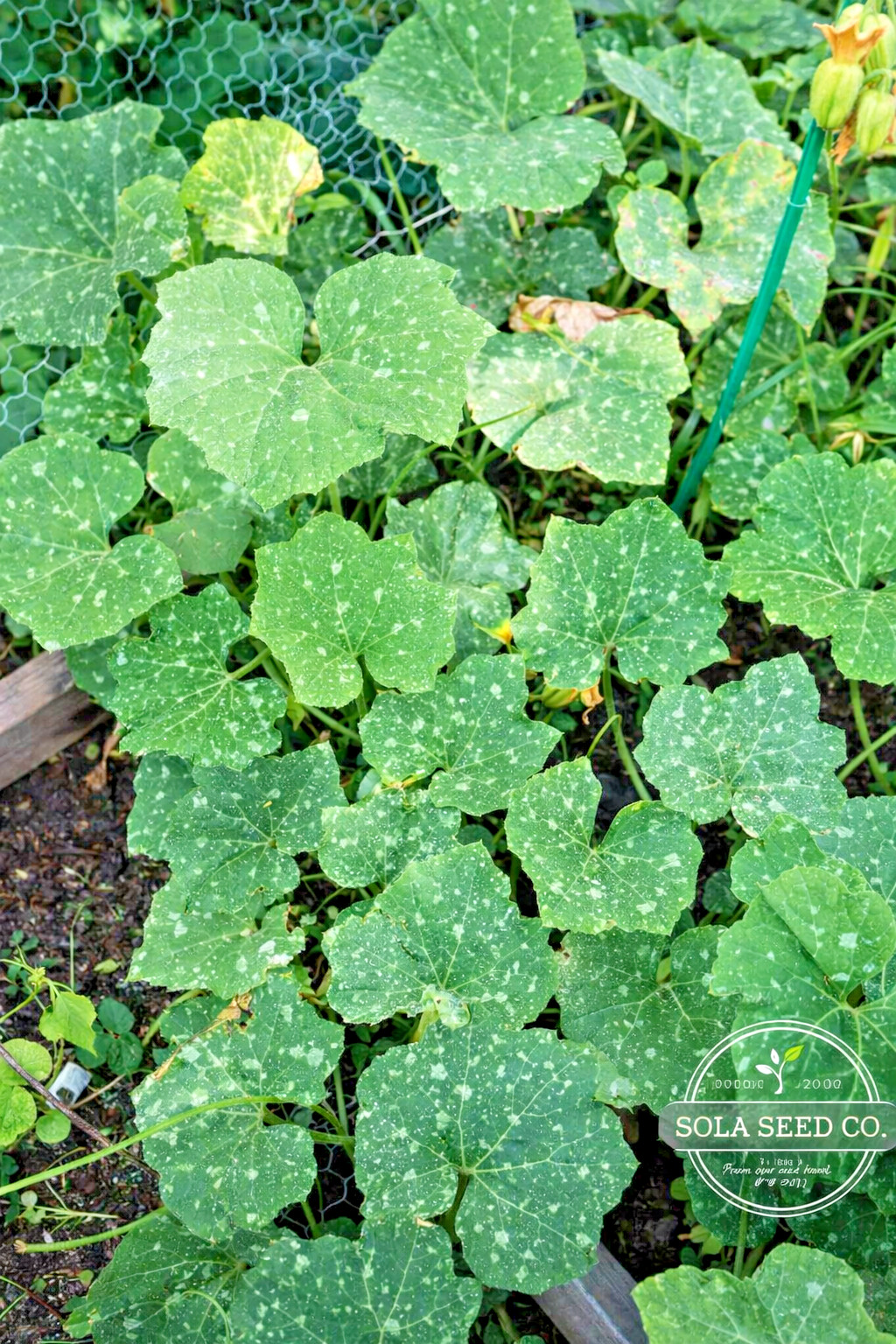 10 RARE Organic Doran Winter Squash Seeds. Heirloom. Sweet & Delicious Non-GMO