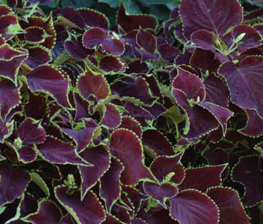 COLEUS CHOCOLATE MINT Solenostemon Scutellarioides – 40 Bulk Seeds