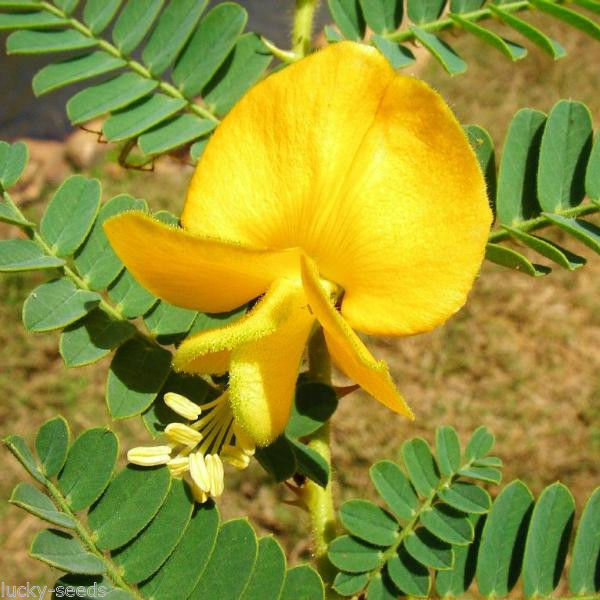 Aeschynomene Americana Vetch Seeds 1/4 Lbs Deer Food Plot