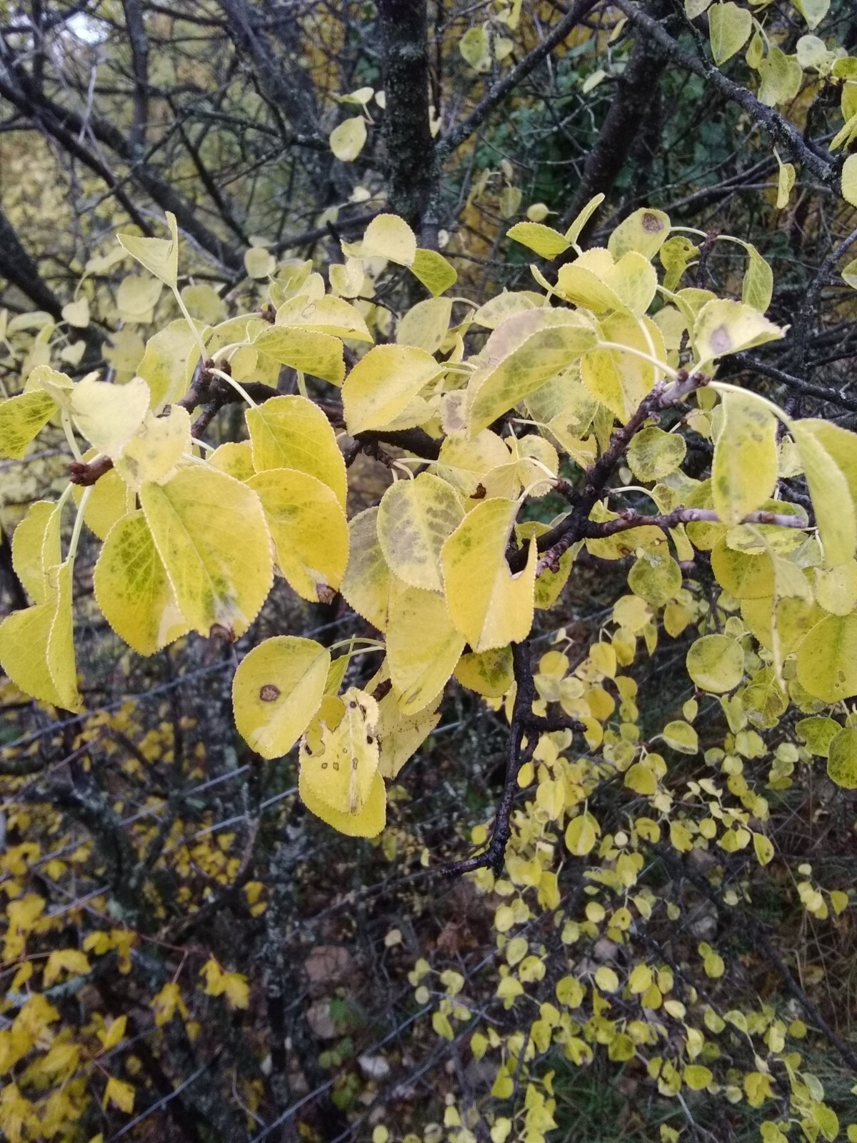 Arabian Cherry | Premium Seeds | Prunus mahaleb ‘Fruit’ | Plants’®