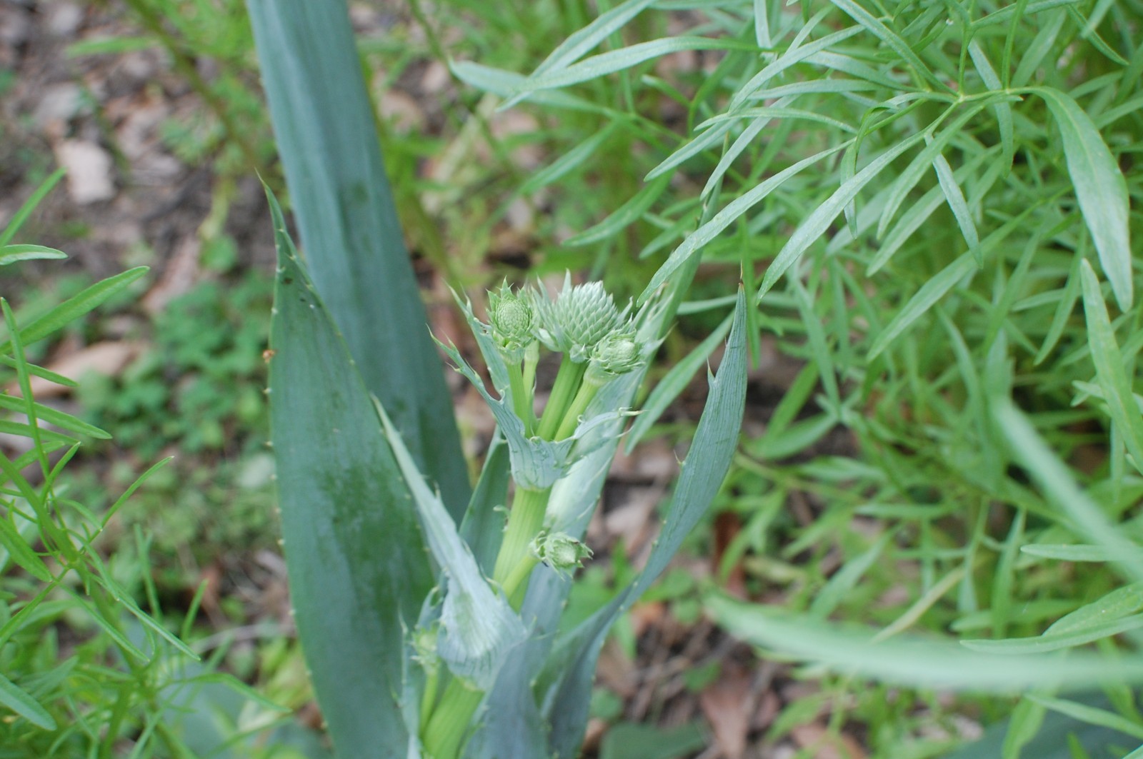 1 gram+ Eryngium yuccifolium Seeds/Rattlesnake Master/Native Eastern/Midwest US