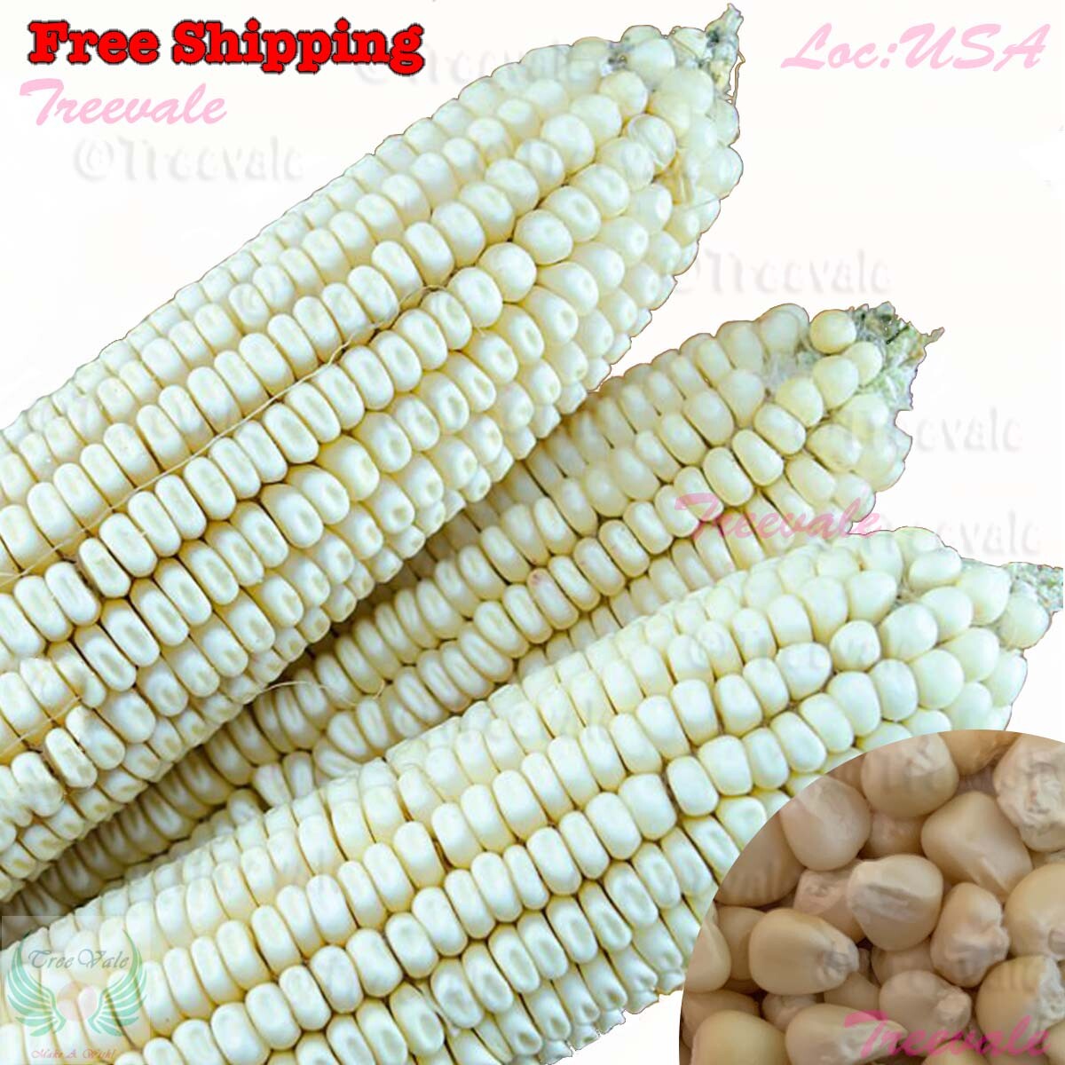 White Organic Sticky Waxy Sweet Corn Seeds | NON-GMO Heirloom