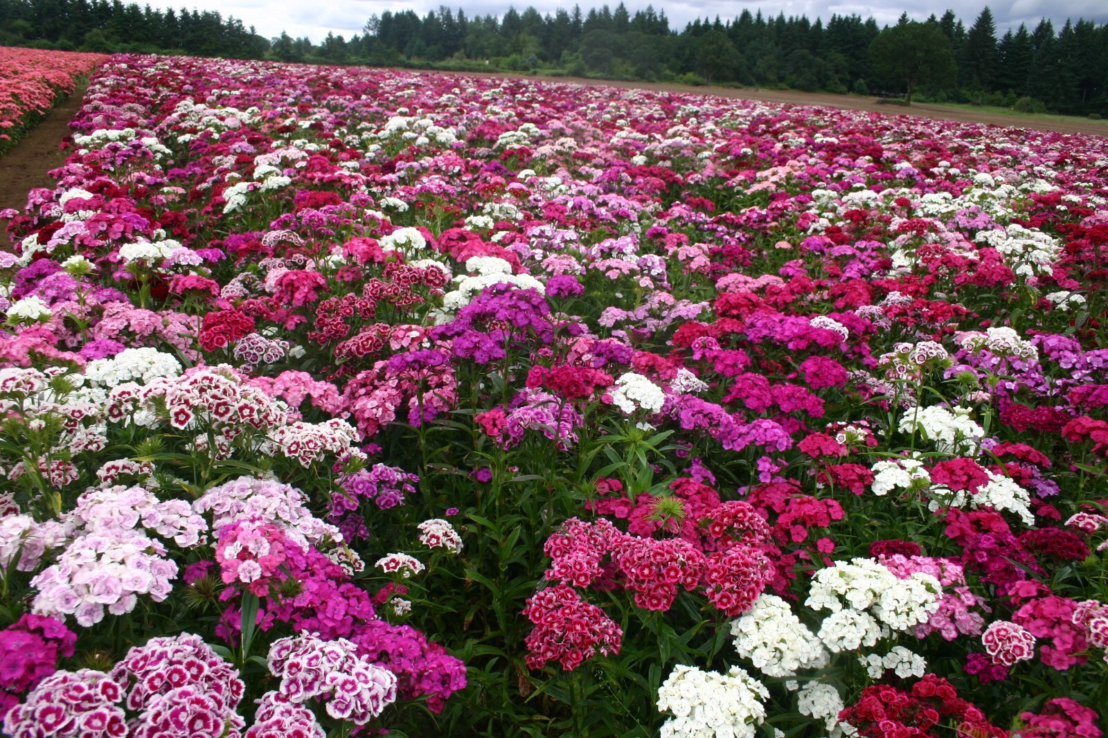 500 Sweet William Biennial Seeds. USA Seeds. Organic. Ships free
