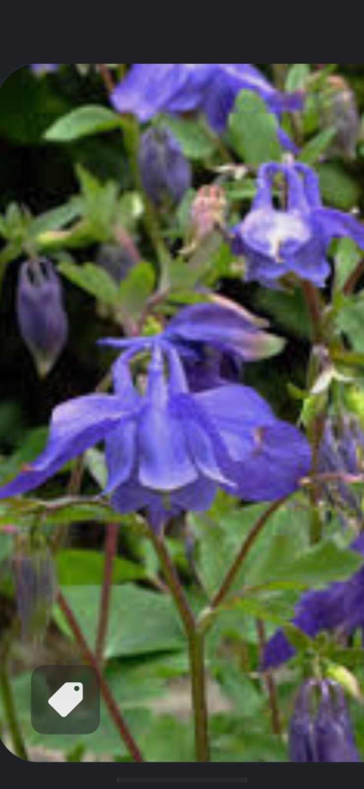 100+ Columbine Seeds 2024 Mixed Blue Purple Pink Flower Spring Perennial in USA
