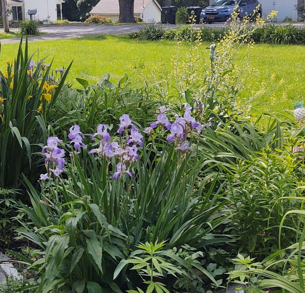 Flash Sale 3 Iris Heirloom Bearded live Plant Rhizomes TwoTone Purple Perennial
